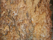 Ponderosa Pine (Pinus ponderosa) 